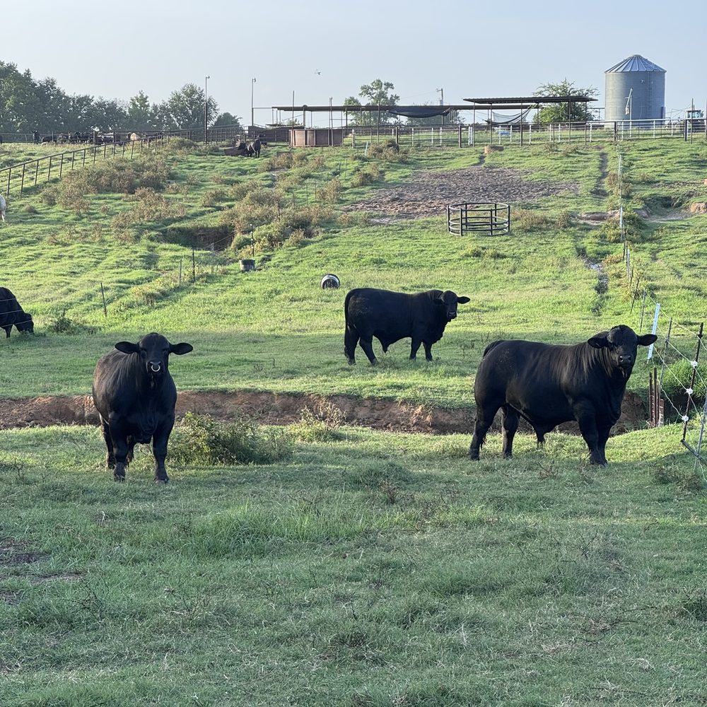 Black females grazing in pasture below the pens