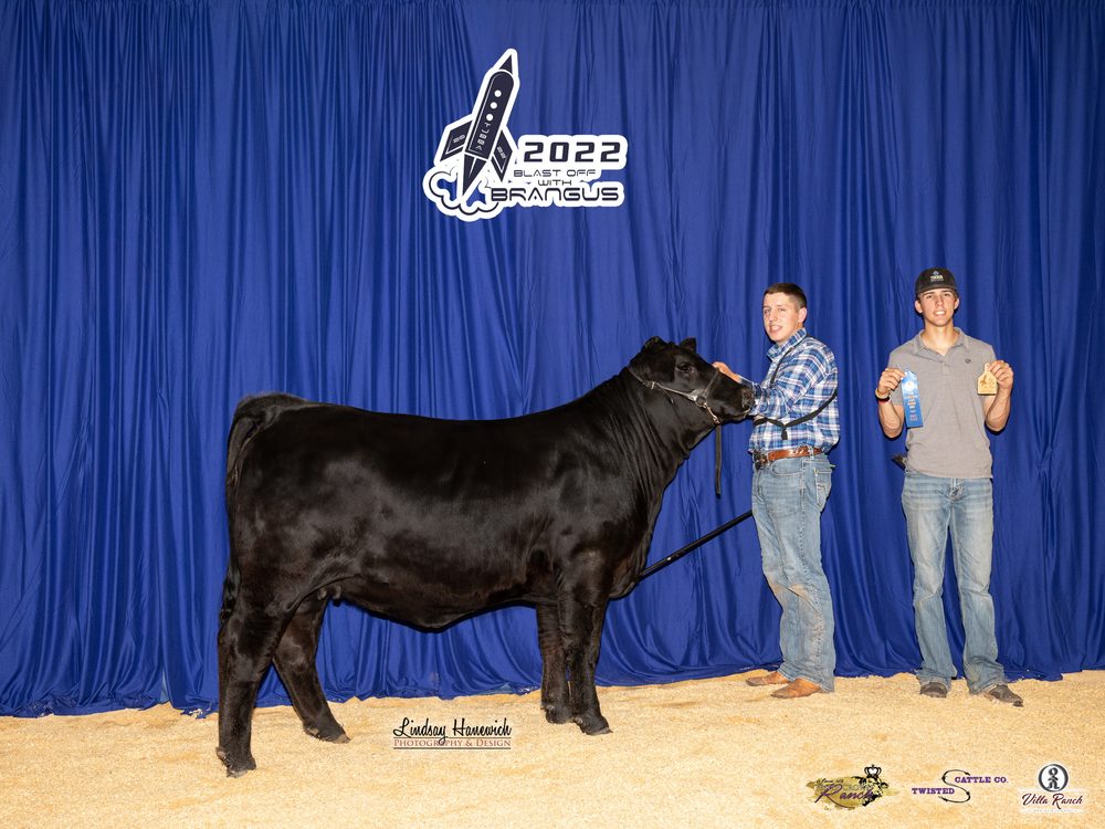 Black Brangus heifer on the backdrop at the 2022 Brangus nationals