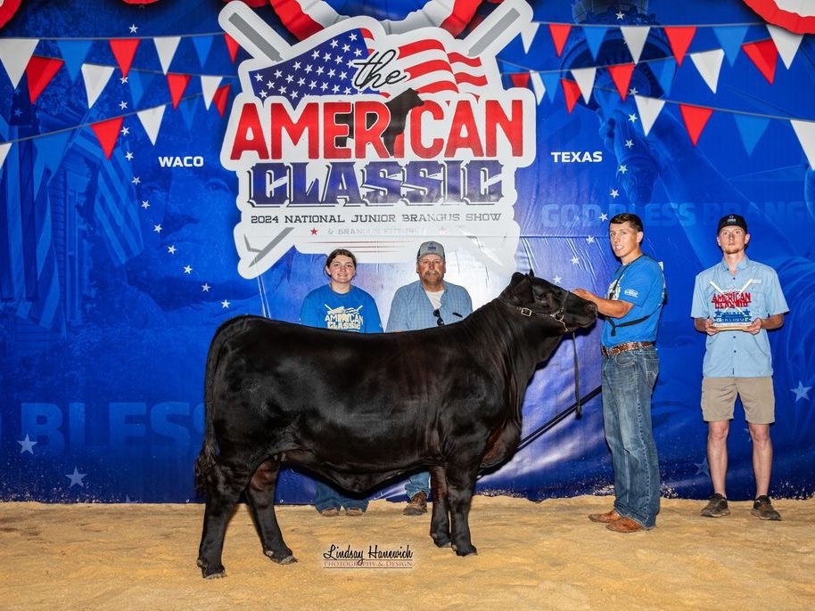 Black heifer on the backdrop at the American Classic in Waco