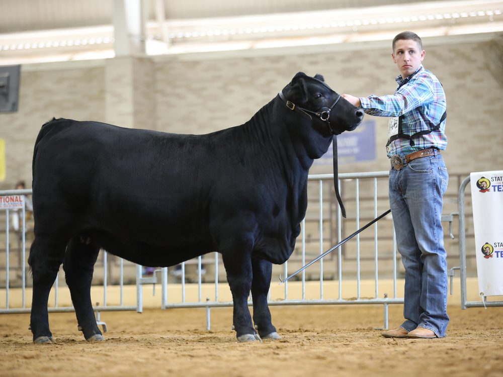 Black heifer set up in the show ring