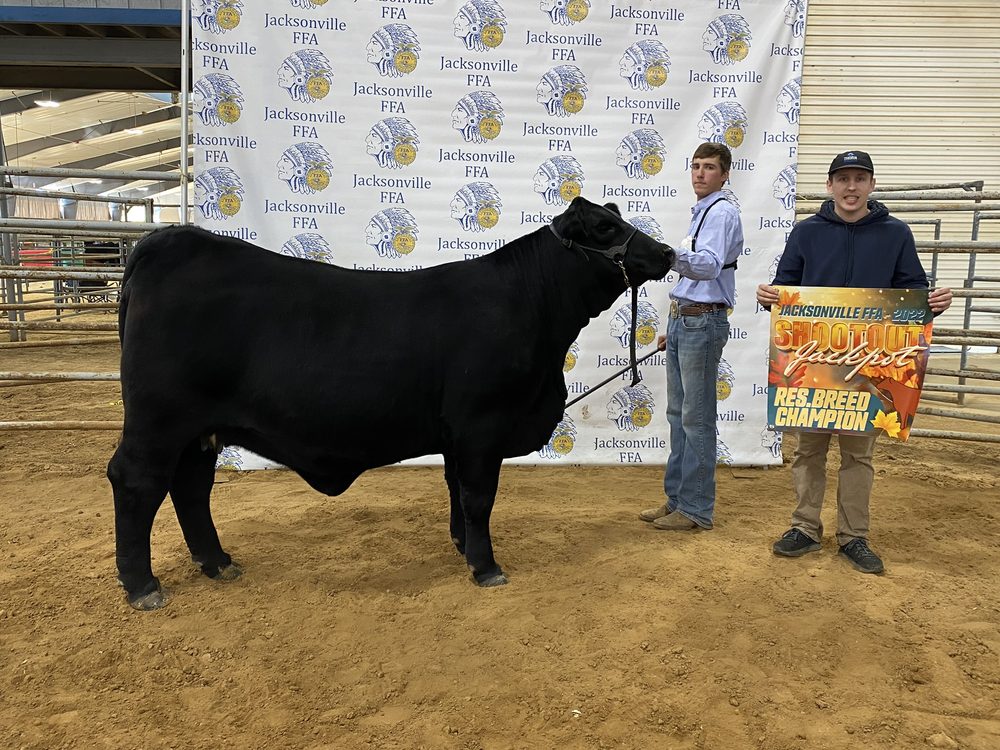Black heifer on the backdrop with a breed champion banner