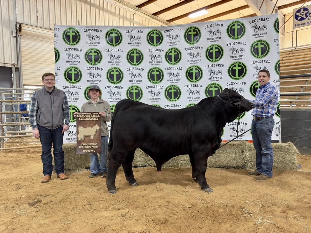 Black bull on the backdrop at a jackpot show