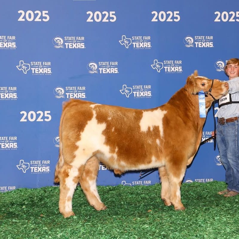 Red and white show heifer on the backdrop at the State Fair of Texas